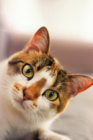 How to Keep Your Cat Happy, Stimulated & Healthy at Home